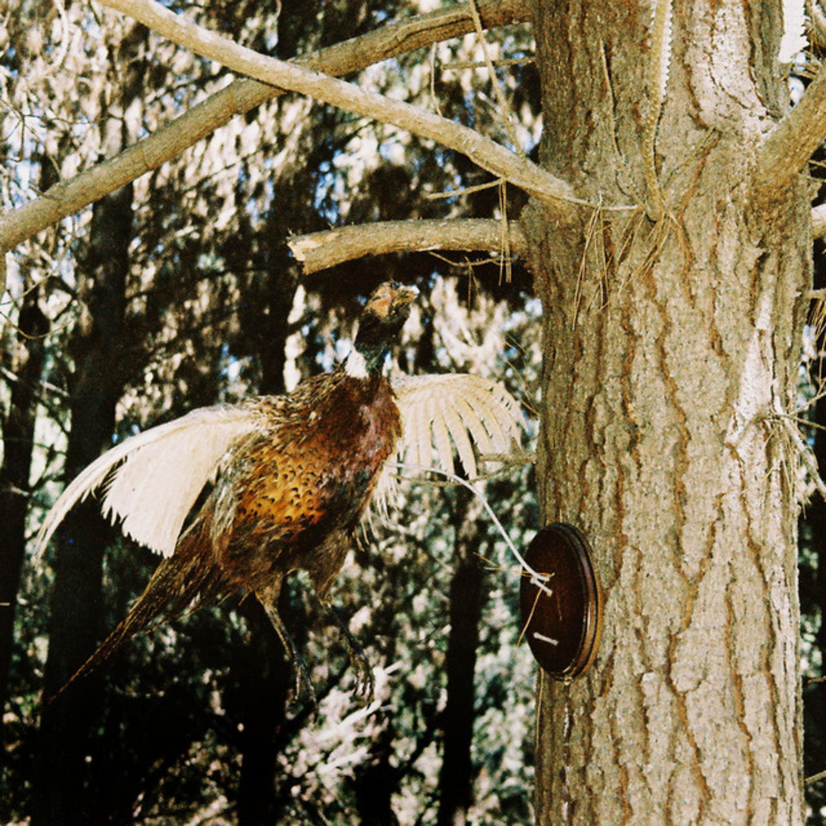 Birdsong